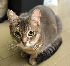かわいい猫です。